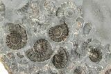 Ammonite (Promicroceras) Cluster - Marston Magna, England #216632-1
